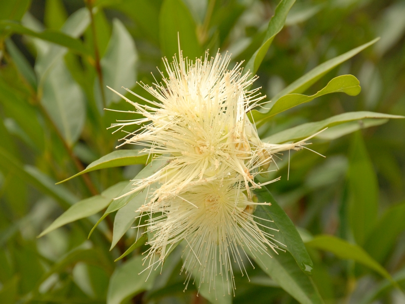 Fleur de Jamrosat