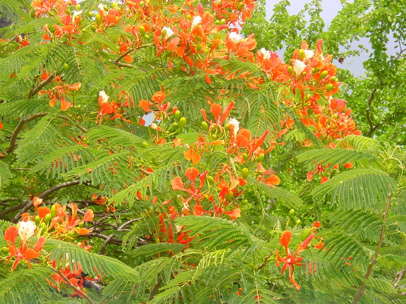 Fleurs de flamboyant