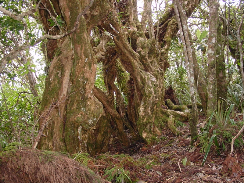 Forêt primitive