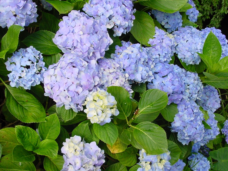 Hortensias de Bébourg