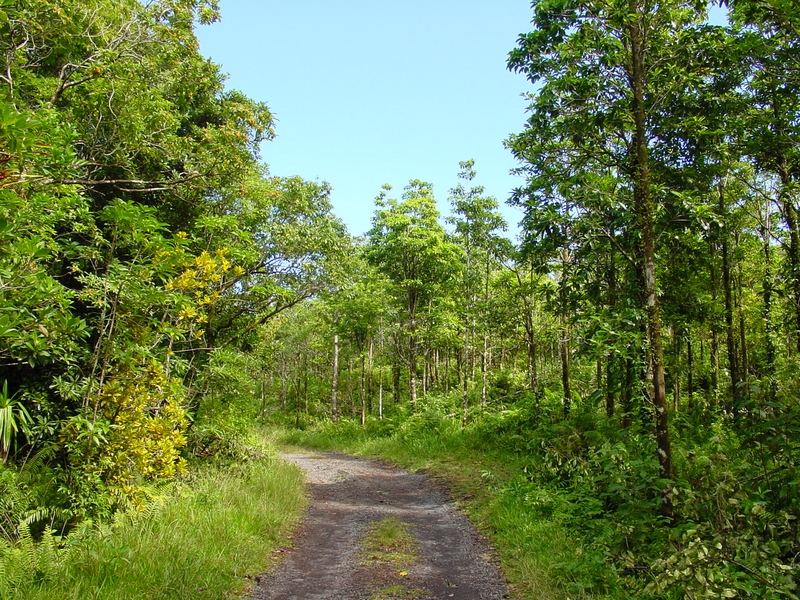 Route forestière