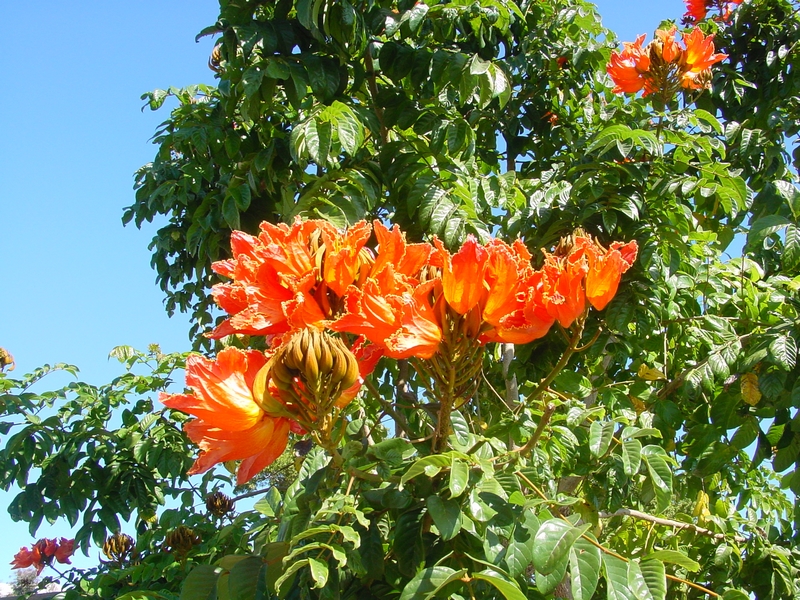 Tulipier du Gabon