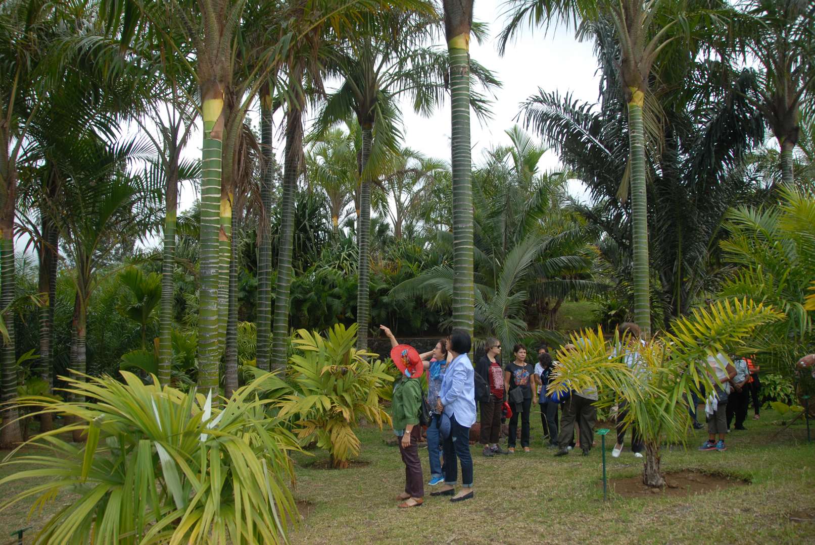 Parc des palmiers
